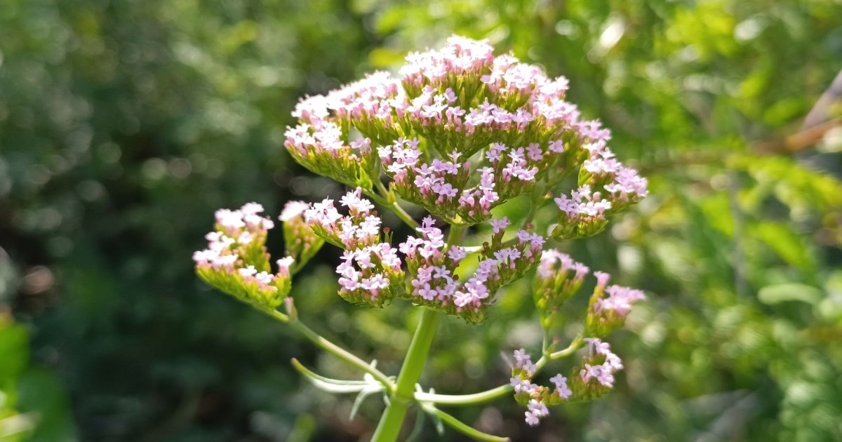 Radici di valeriana essiccate e capsule di integratore per favorire il sonno e il rilassamento notturno
